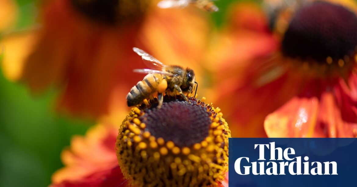 Bees face new threats from wars, street lights and microplastics, scientists warn | Bees