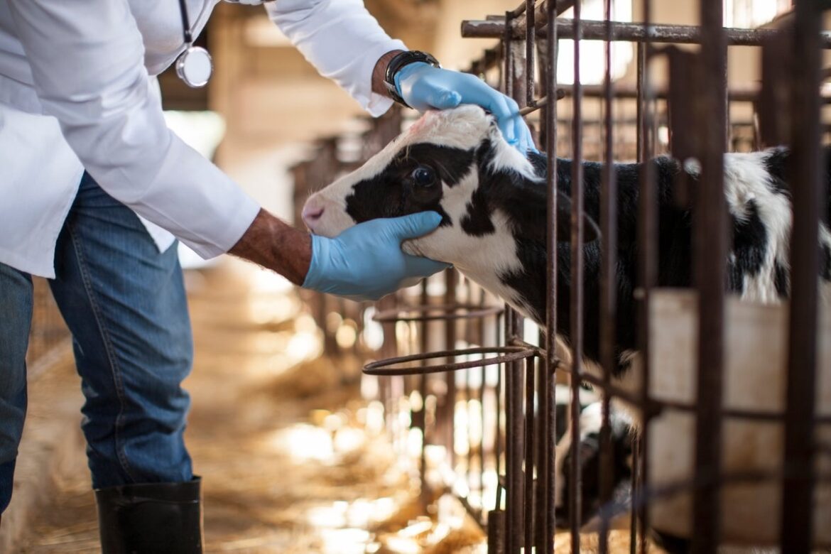 Bird Flu Vaccine for Cows Passes Early Test