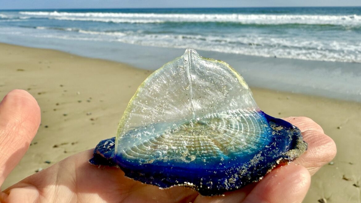 By-the-wind sailors wash up on California beaches : NPR