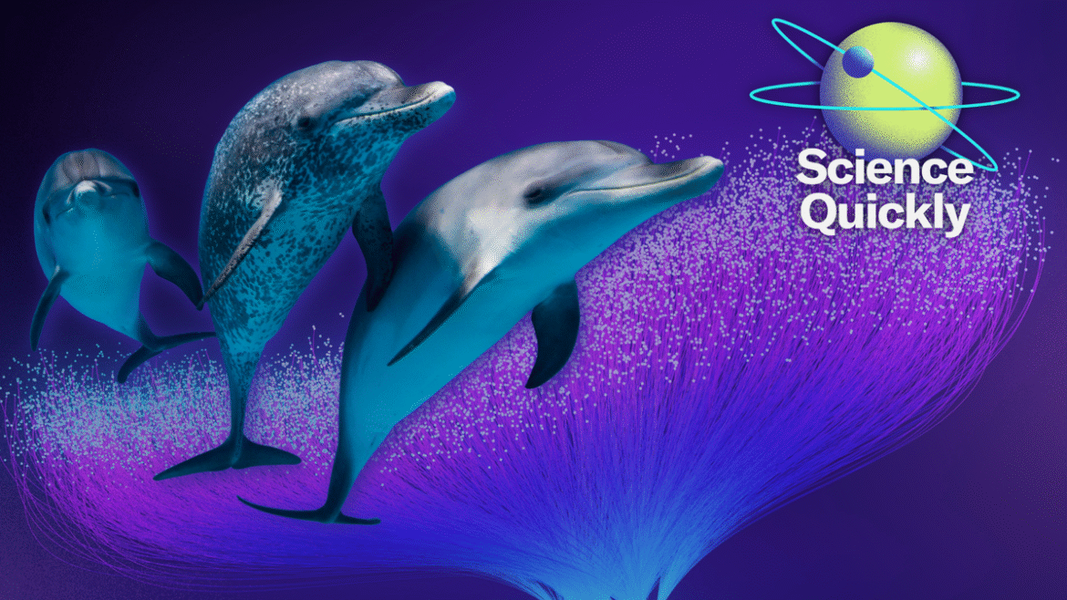 DolphinGemma Could Enable AI Communication with Dolphins