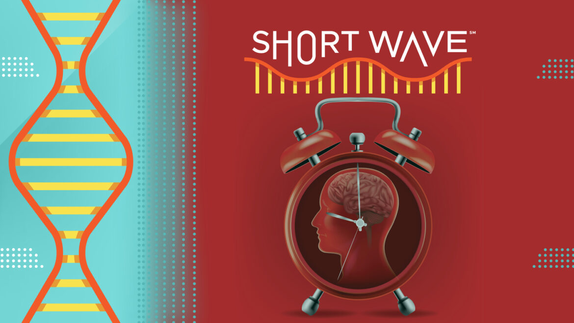 How well you fight infection depends on the time of day : Short Wave : NPR