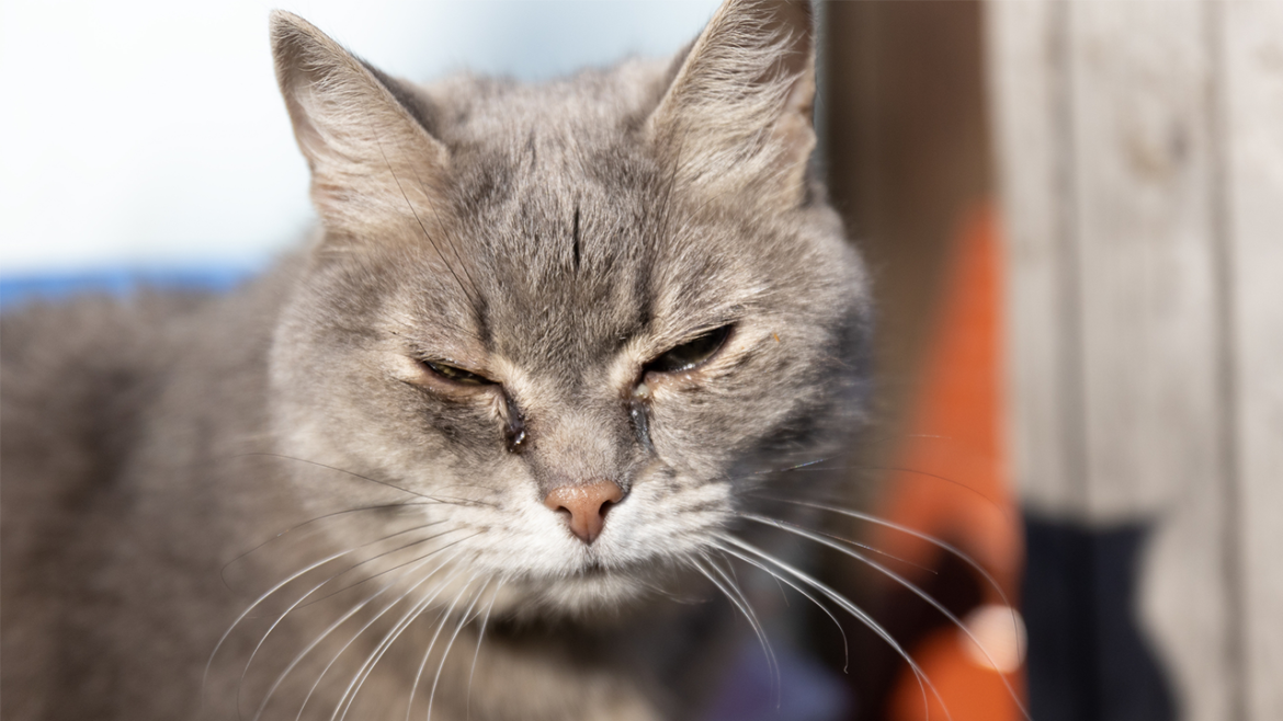 New York county approves law making it a crime for animal abusers to own pets