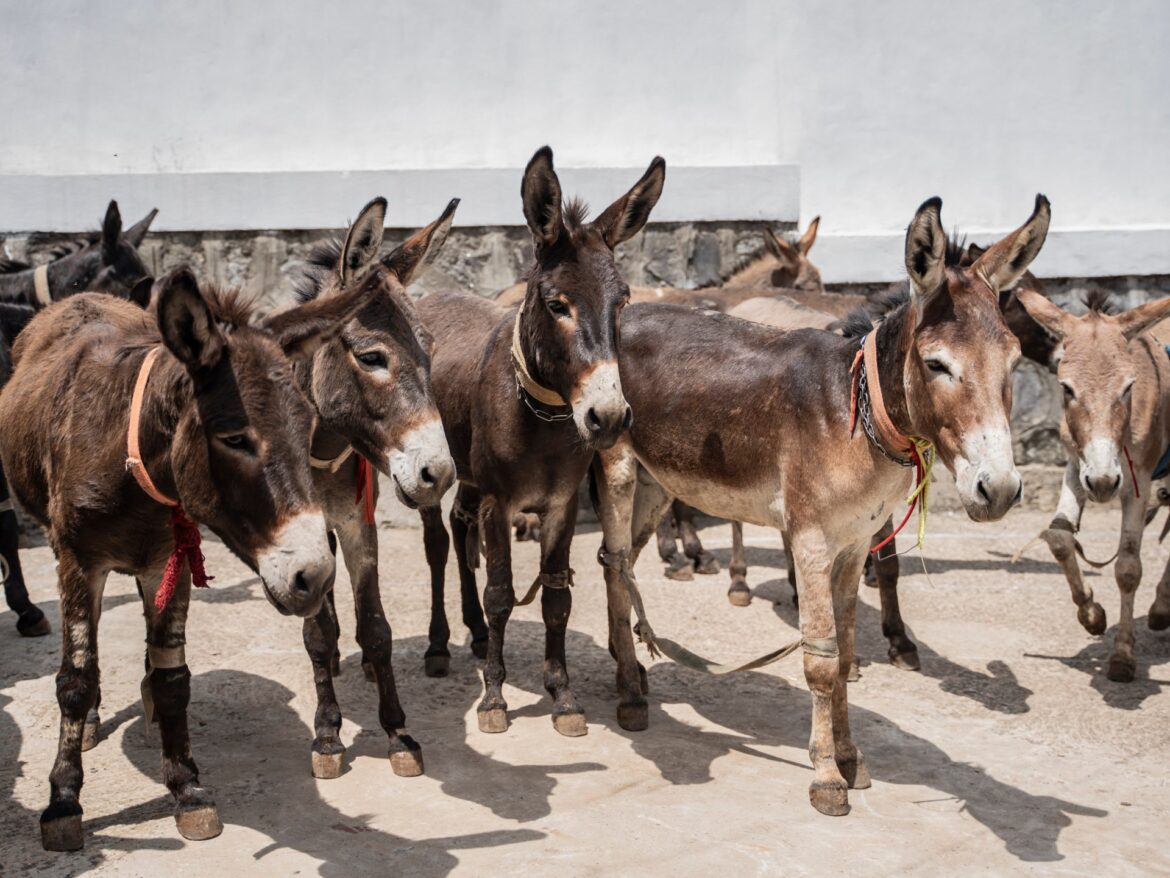 Photos: A free clinic for donkeys, vital to Ethiopia’s economy | Poverty and Development News