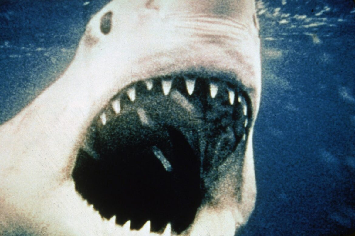 The Applause for Jaws, Despite Flaws
