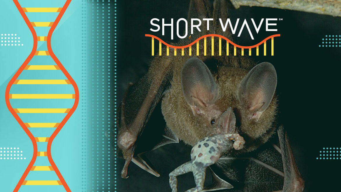 These baby bats eavesdrop to hunt their next meal : Short Wave : NPR