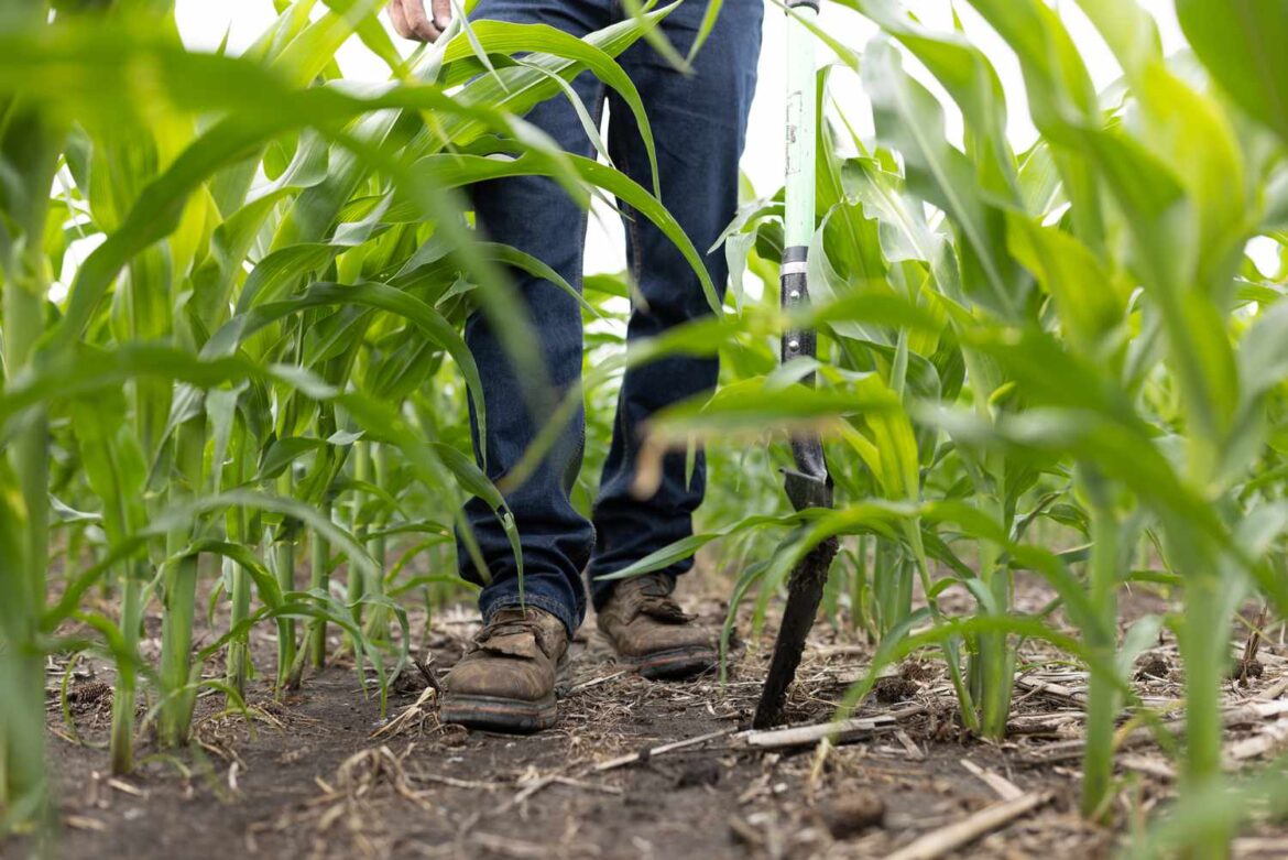 Where Is the Best-Rated Corn in the Country Right Now?