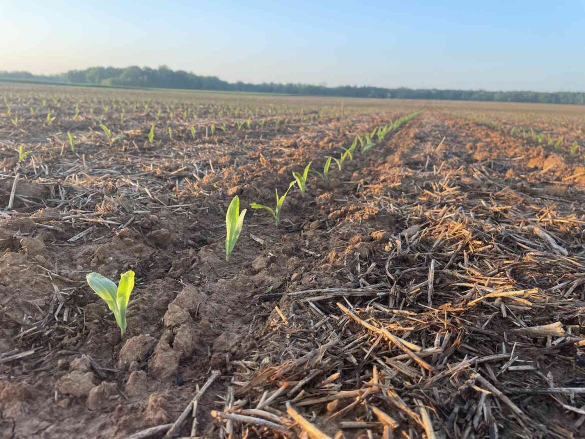 100% of This State’s Corn Has Emerged; These 2 States May Be Next