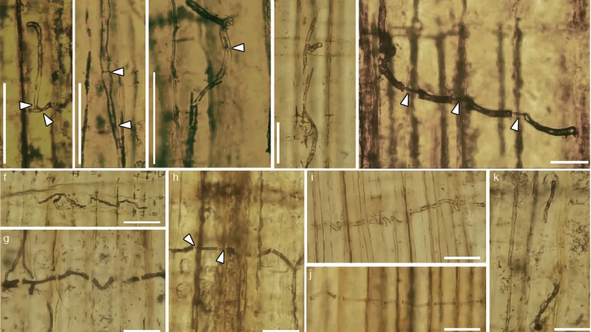 160 million years ago, this fungus pierced trees like a microscopic spear