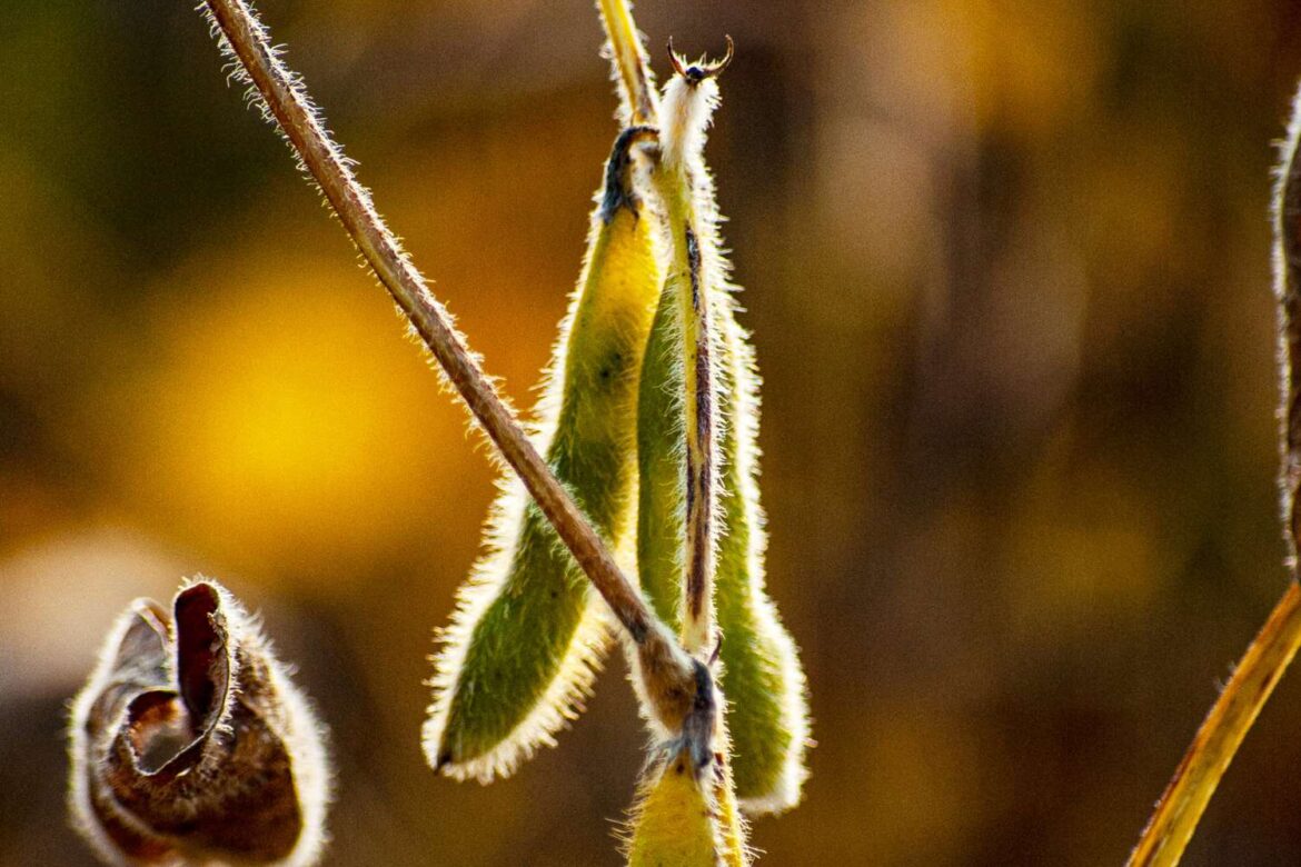 Argentina Soy Yields Above Forecasts as Wet Soil Slows Harvest, Exchange Says