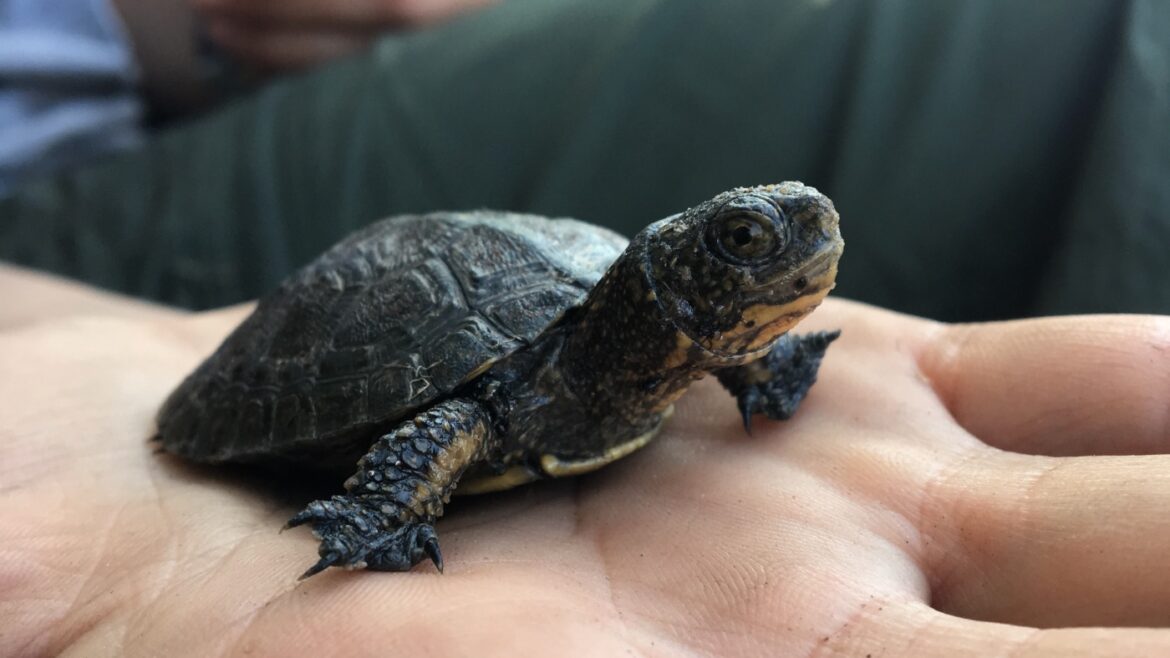 By removing invasive bullfrogs, scientists help Yosemite's native turtles recover : NPR