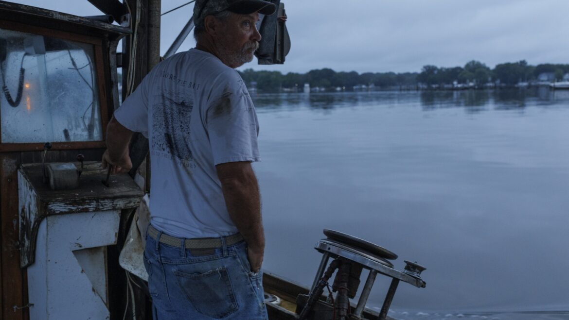 Chesapeake Bay is on a rebound, but Trump’s proposed budget could set it back : NPR