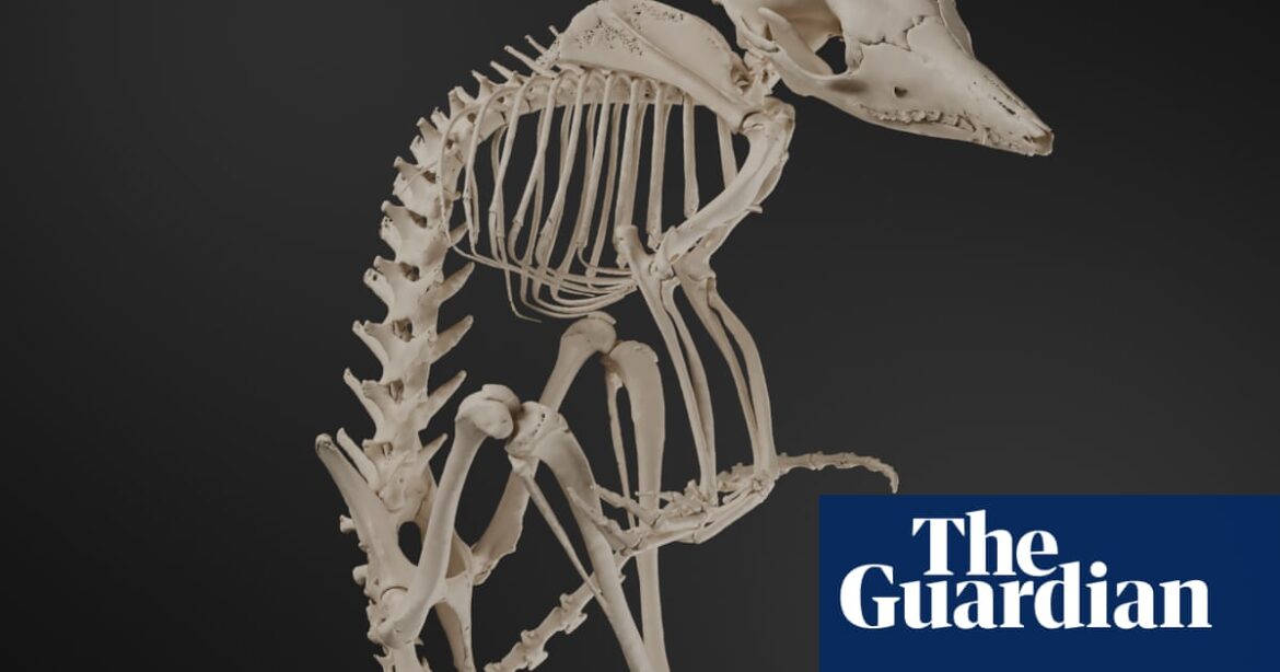 Distorted moles to lesser bilbies: a new way to marvel at Australia’s supremely weird and unique mammals | Australia news
