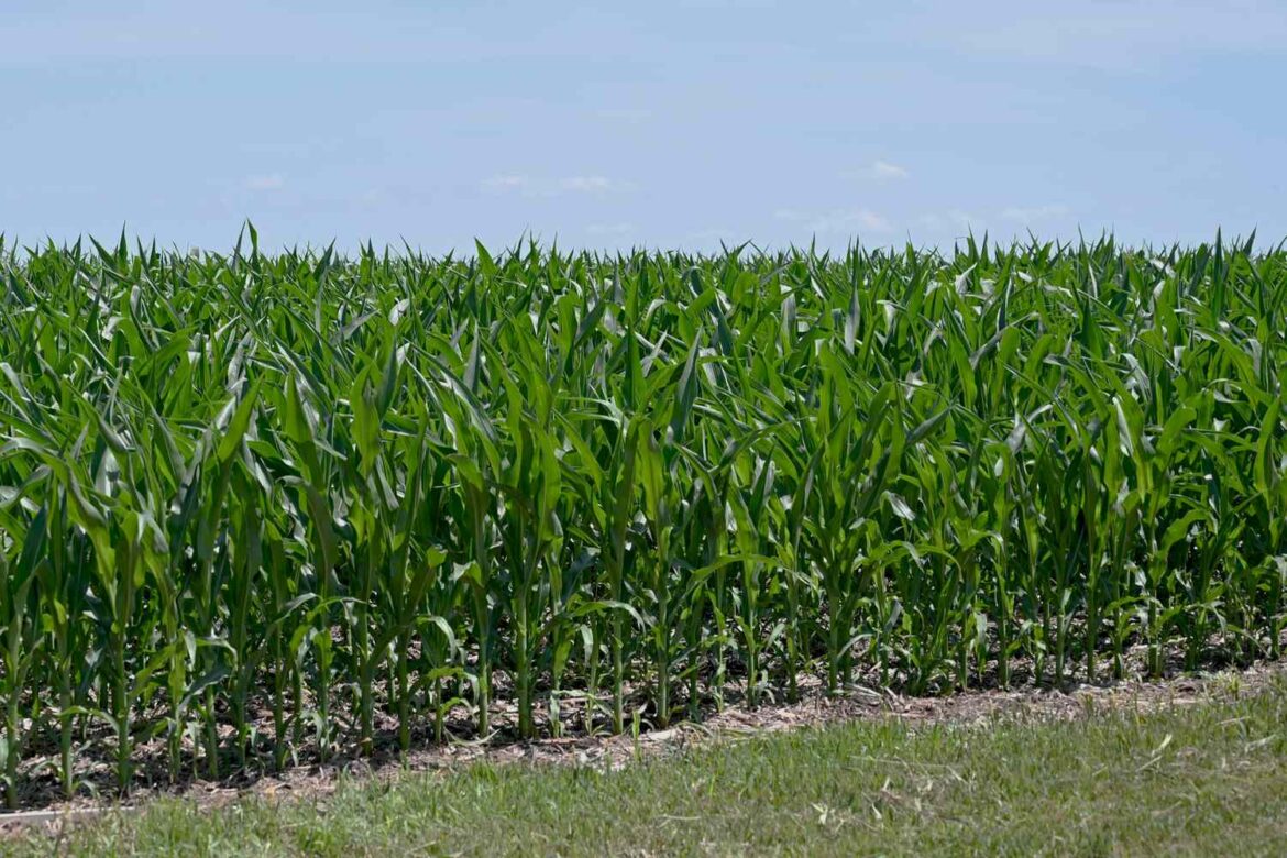 Drought Conditions Ease Across Central U.S.