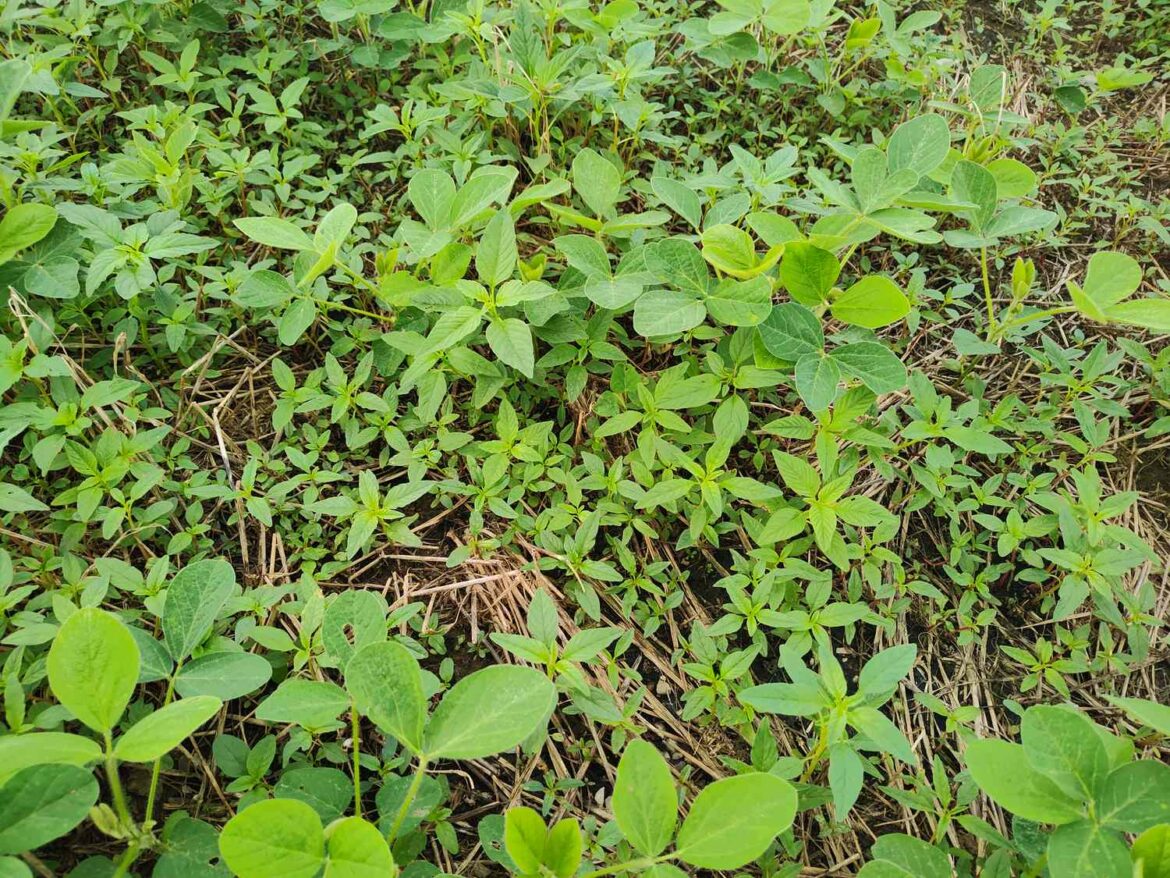 Postemergence Weed Control Strategies to Protect Yield, Reduce Seed Bank Pressure