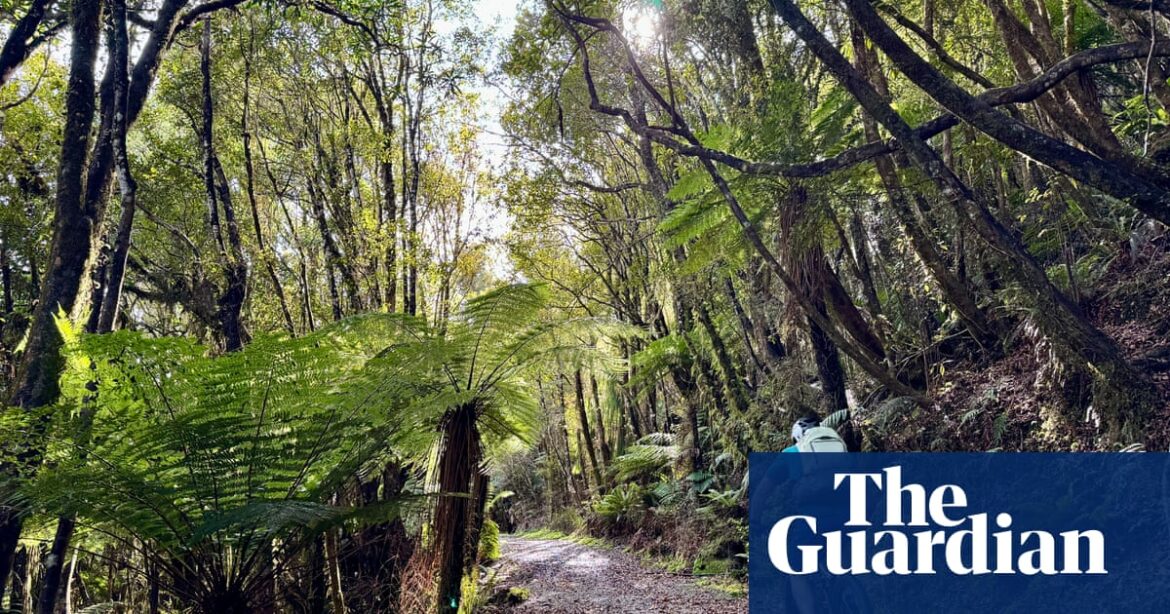 Remote and accessible: cycling New Zealand’s West Coast Wilderness Trail | New Zealand holidays