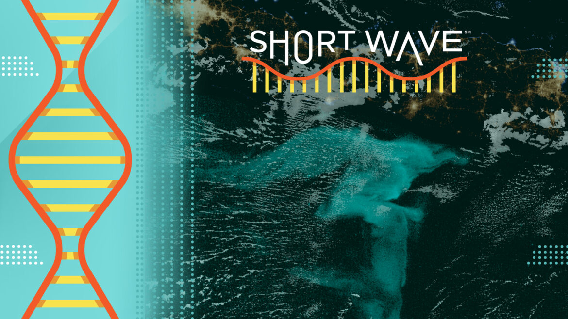 Scientists still don't know what causes glowing patches of ocean : Short Wave : NPR