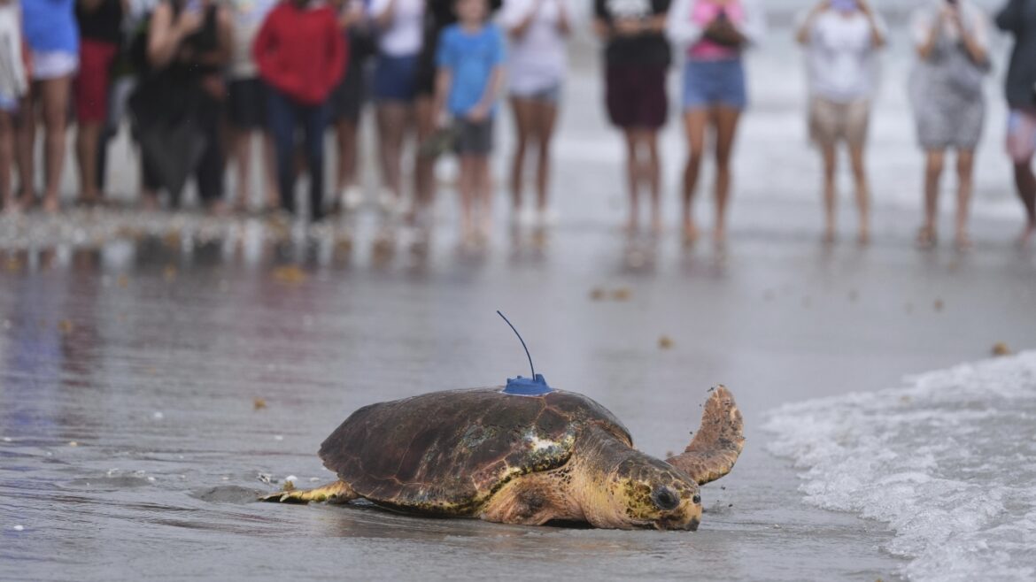 Sea turtle Dilly Dally released into the ocean with three flippers after undergoing amputation : NPR