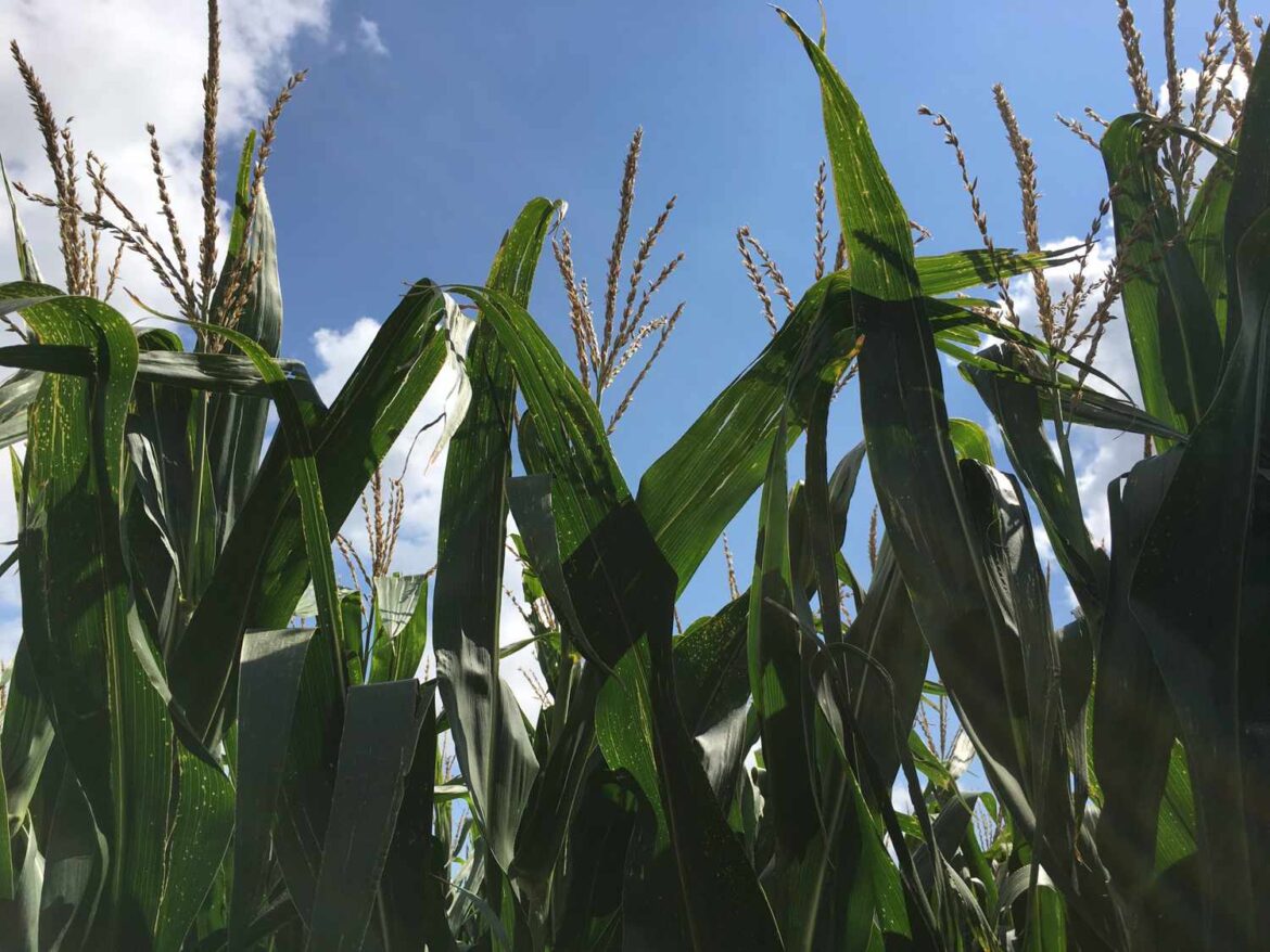 Corn Fungicide Timing Is Key in High Pressure Environment