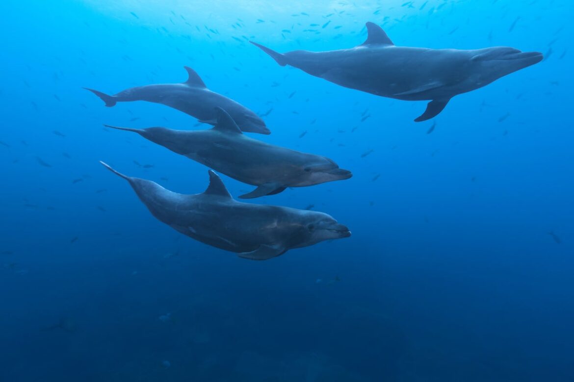 For Dolphins, Echolocation May Be More Like ‘Touching’ Than ‘Seeing’