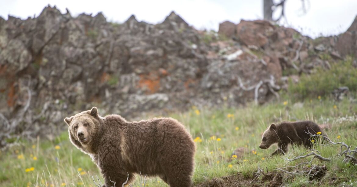 Is It Time to Stop Protecting the Grizzly Bear?