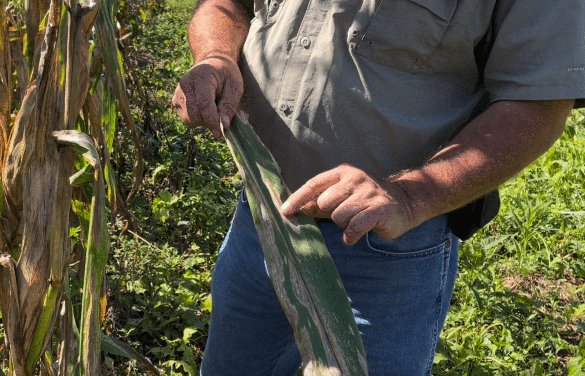 Mid-Season Scouting Tips to Protect Corn and Soybean Yield