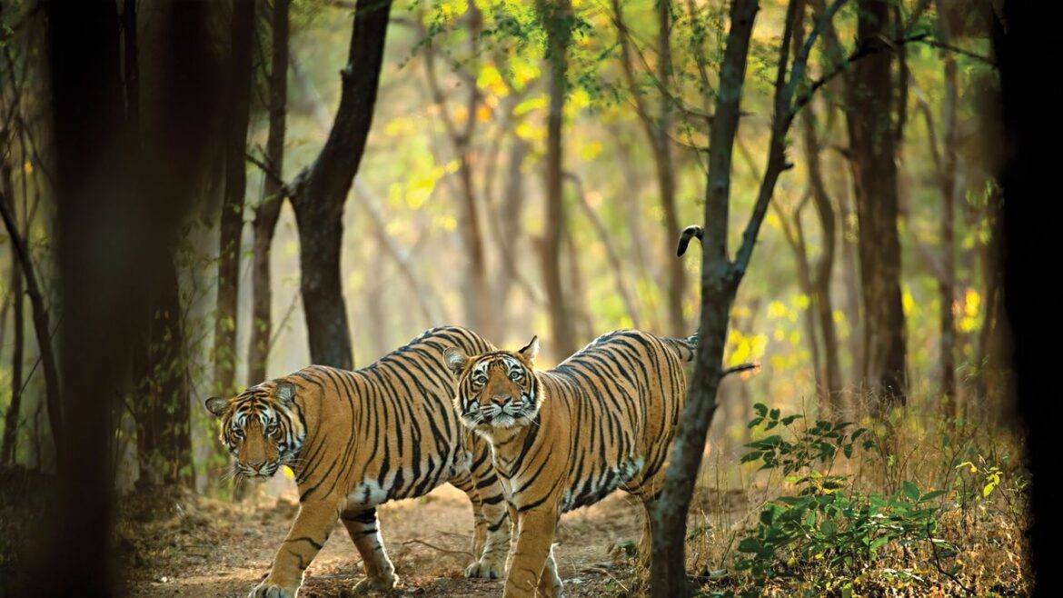 Condé Nast Traveler