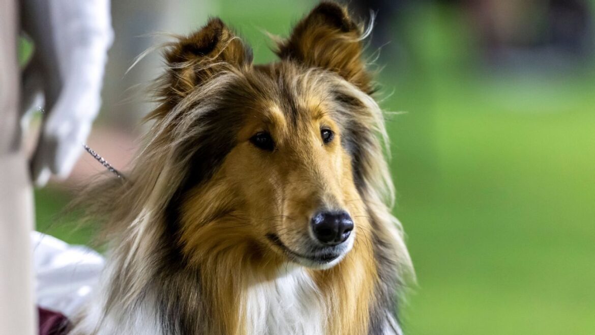 Reveille X, Texas A&M's collie mascot, has surgery to remove eye