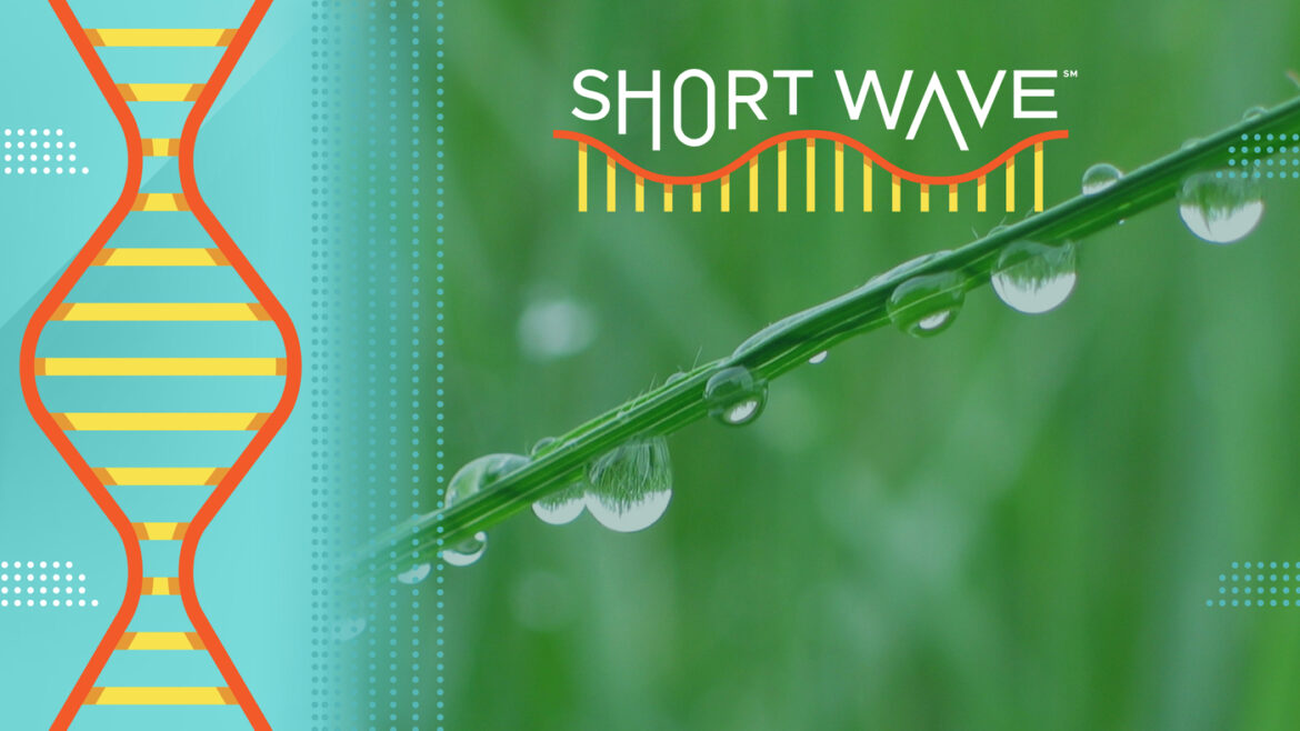 Why the dew point is your new best friend this summer : Short Wave : NPR