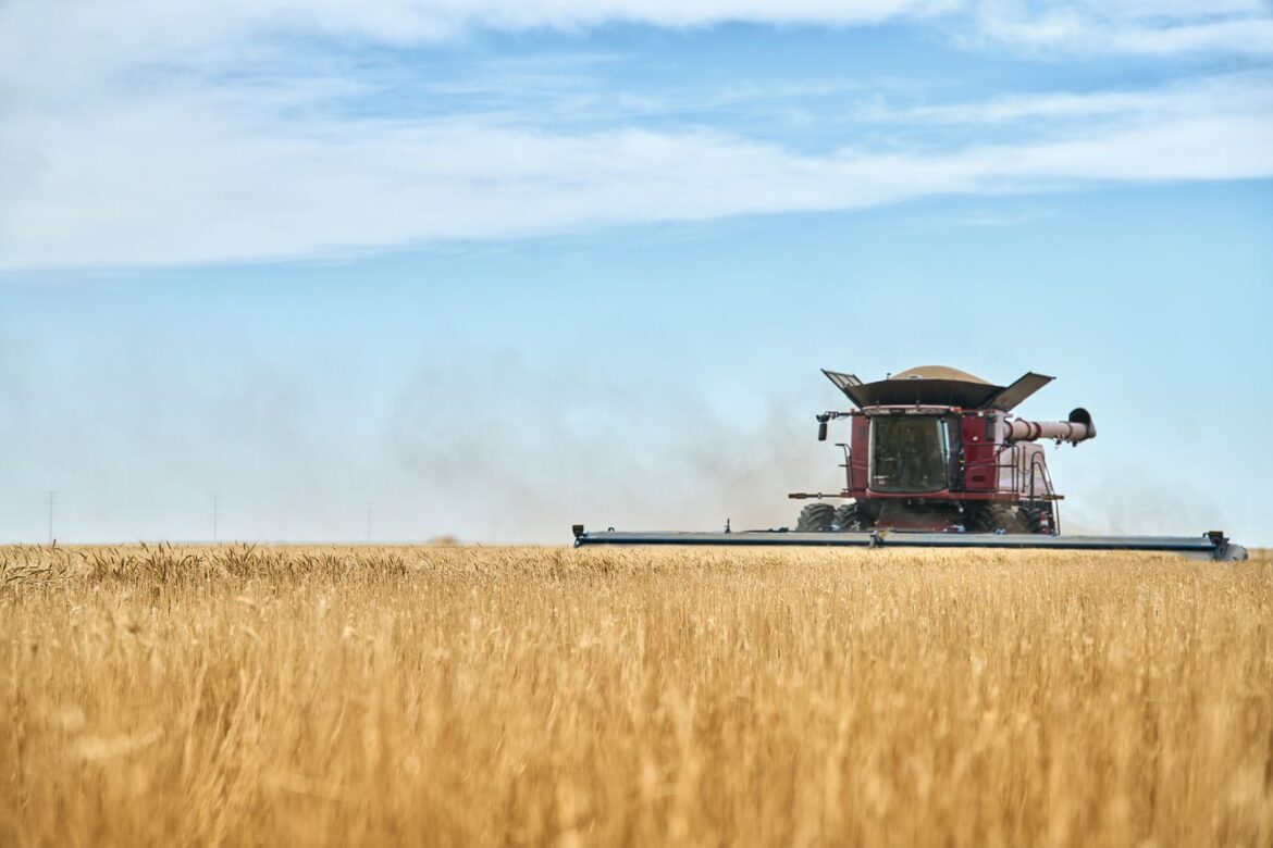 How to Pick the Best Wheat Varieties for Yield and Long-Term Success