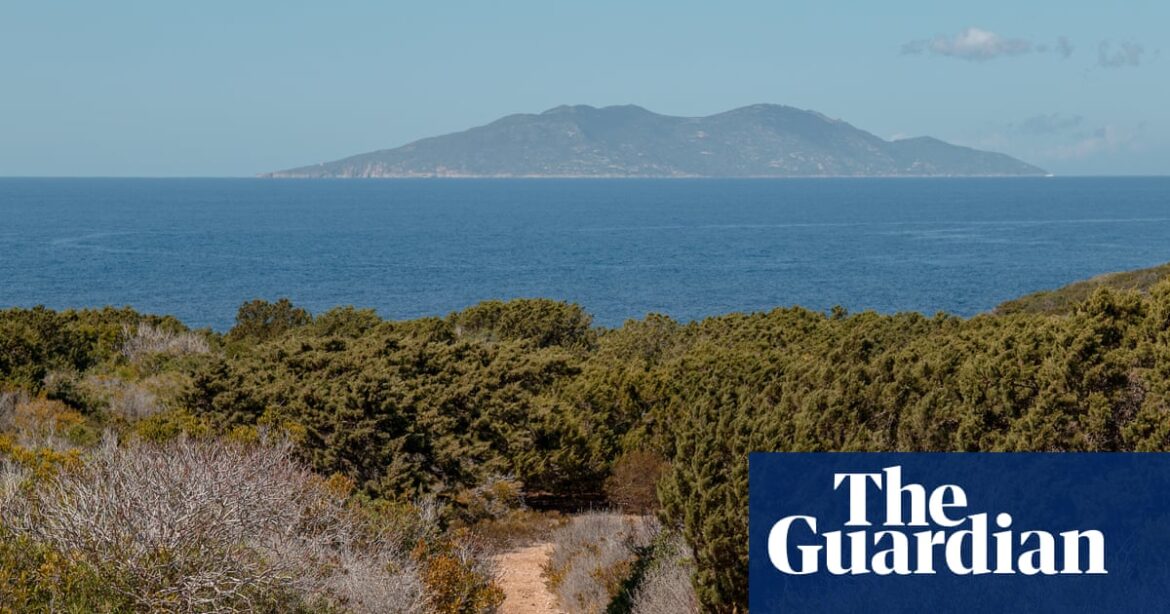 The island that banned hives: can honeybees actually harm nature? | Bees